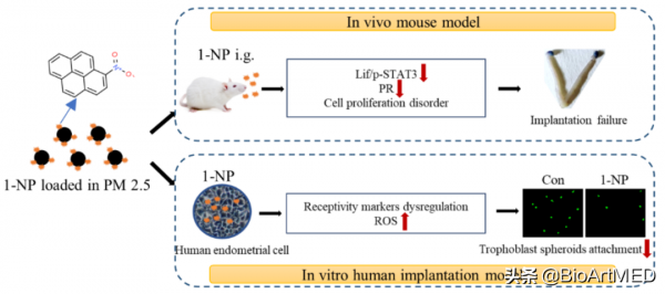 解軍教授團隊發現霧霾對妊娠毒性的新機制 解軍教授團隊發現霧霾對妊娠毒性的新機制