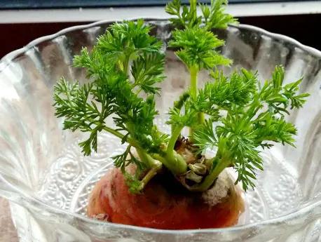 這幾種蔬菜被稱為“補血菜”,陽臺盆栽上幾盆,足足能吃一年 這幾種蔬菜被稱為“補血菜”,陽臺盆栽上幾盆,足足能吃一年