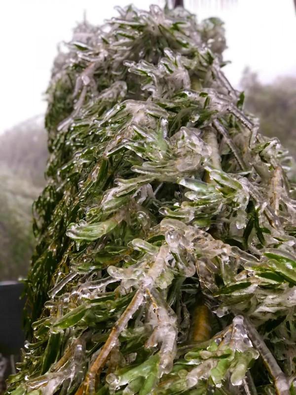 關於老家的記憶