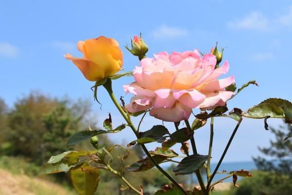 處女座女生2022年運勢詳解,好運將飛速上升,各方面有很大進步 處女座女生2022年運勢詳解,好運將飛速上升,各方面有很大進步