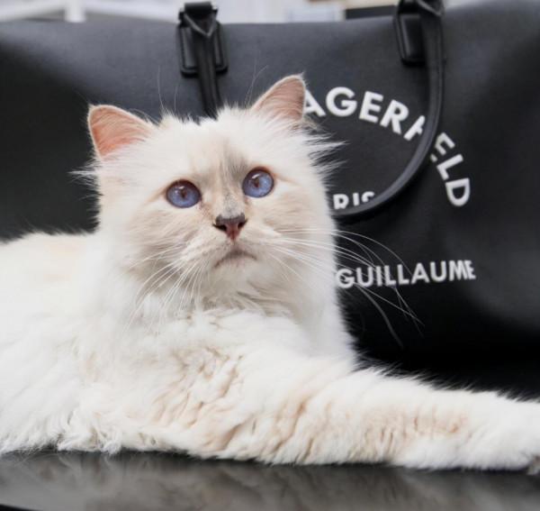 “老佛爺”卡爾·拉格斐：死前把21億遺產留給寵物貓，如今怎樣了