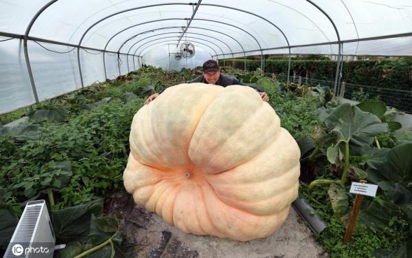 比利時卡斯特利鎮種出“巨型南瓜”