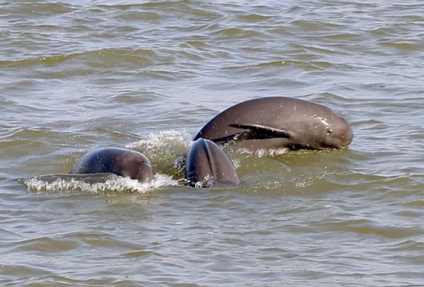 禁漁十年好！長江銷聲匿跡多年的“䲘”頻頻出水，白暨豚有救了？