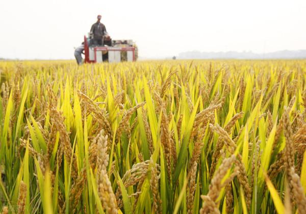 天氣預報:今日秋分,秋分晴天不好嗎?看老祖宗怎麼說 天氣預報:今日秋分,秋分晴天不好嗎?看老祖宗怎麼說