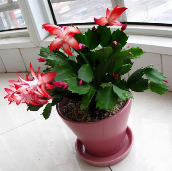 養蟹爪蘭,9月份這麼養,10月份就開花,漂亮的花朵爆滿盆 養蟹爪蘭,9月份這麼養,10月份就開花,漂亮的花朵爆滿盆