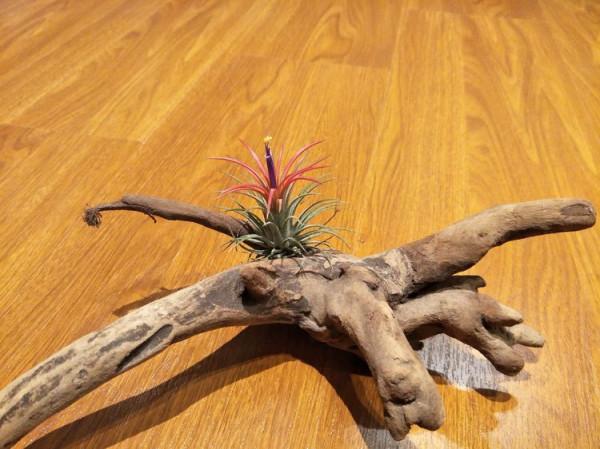 快春節了，來一波超讚木頭風園藝佳作欣賞