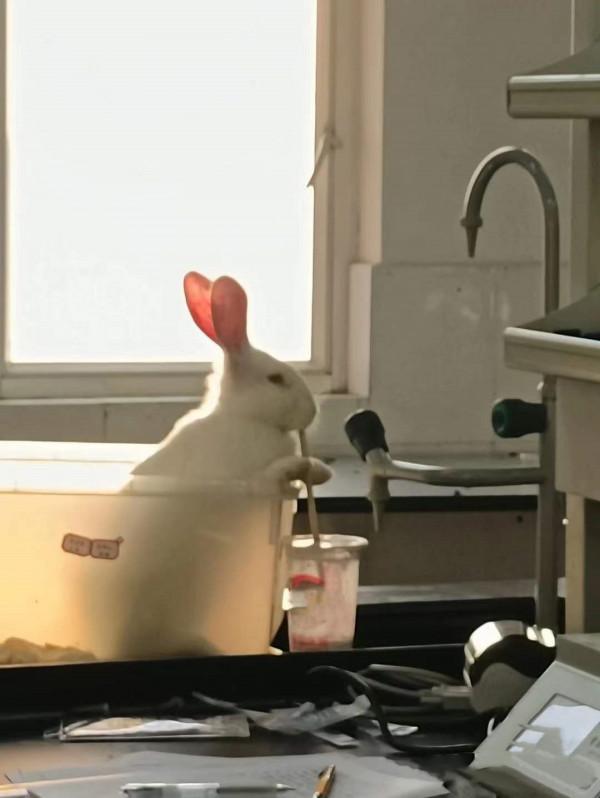 女孩回實驗室後，發現兔子竟然在嘬奶茶吸管：也太可愛了吧？