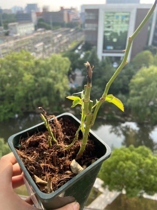 消滅月季“光桿”正當時,用對方法,15天新葉滿滿 消滅月季“光桿”正當時,用對方法,15天新葉滿滿