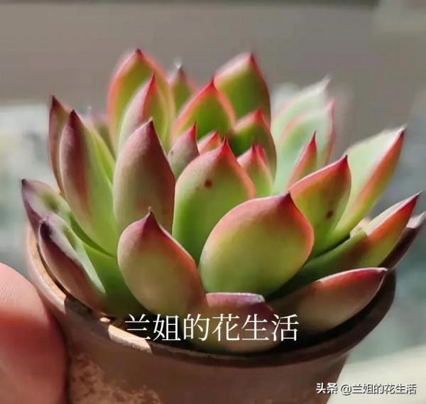 多肉真的越控越美嗎？錯，適度控養多肉才能長得好