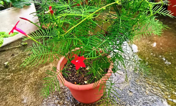 這種植物開花像“星星”，育苗養護多注意些，越長越旺盛