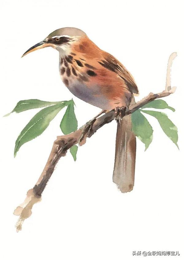 分享——栩栩如生的水彩鳥兒圖
