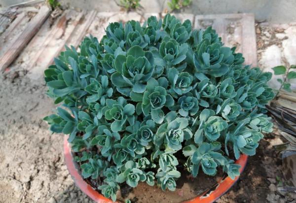 4種花很好養，&OpenCurlyDoubleQuote;有土有水&rdquo;就能長，葉子多花也多，又旺又漂亮