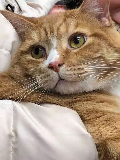 這隻大橘被多次棄養，理由竟是因為太粘人