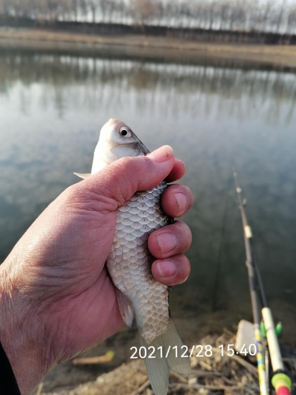 不斷改變作釣思路，寒冷冬季也能釣大板鯽