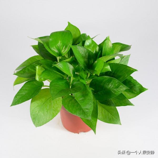 綠蘿爛根的土還能用嗎? 綠蘿爛根的土還能用嗎?