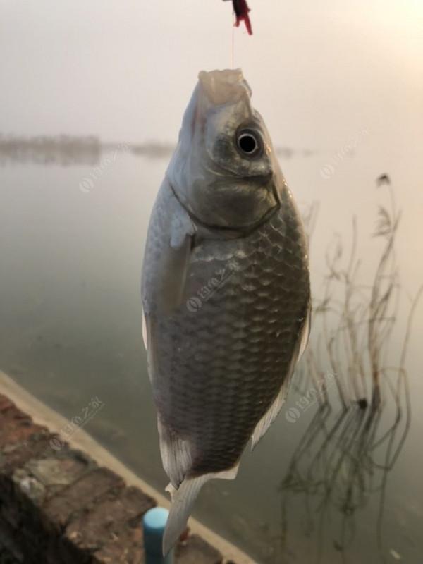 2021垂釣日誌之80，成子湖釣大水面沒想到魚口這麼瘋