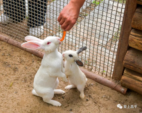 秋日農場嗨玩!露營野餐,種菜摘果,過嚮往的田園生活 秋日農場嗨玩!露營野餐,種菜摘果,過嚮往的田園生活