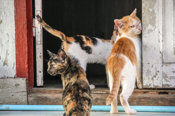 2015年,14只貓被惡主反鎖屋中互相殘食,開啟門後宛如地獄景象 2015年,14只貓被惡主反鎖屋中互相殘食,開啟門後宛如地獄景象