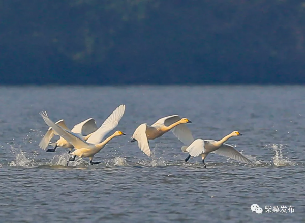 太美了!這裡迎來一群特殊的“客人” 太美了!這裡迎來一群特殊的“客人”