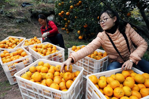 柑橘在廣西種植品種，堪稱柑橘博物館