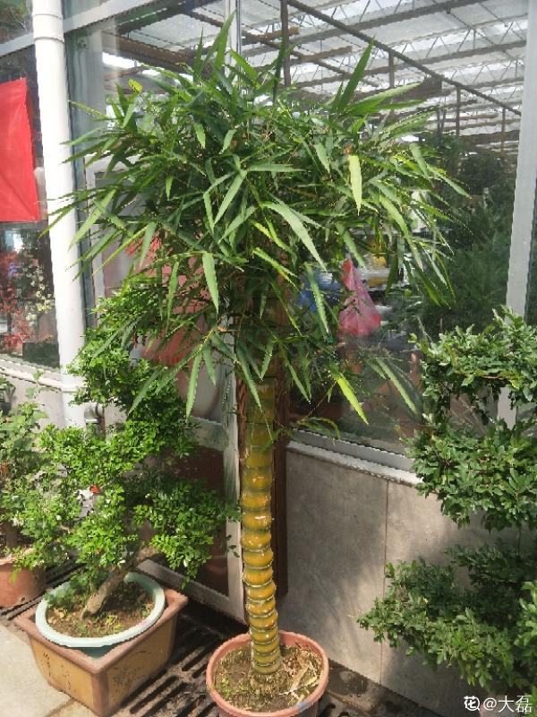 農村人的院子超上檔次，種花不在多，關鍵是選好品種