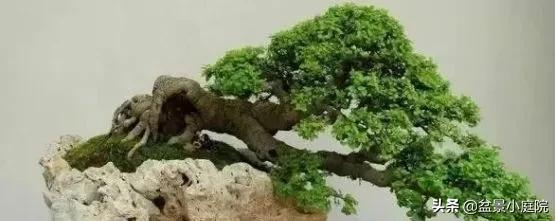 盆景橫樁，臥式低頭之美