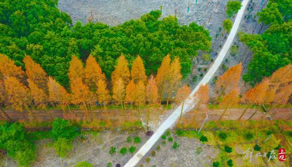 雪松成林，山茶綻放，百花港開放式休閒林地基本建成