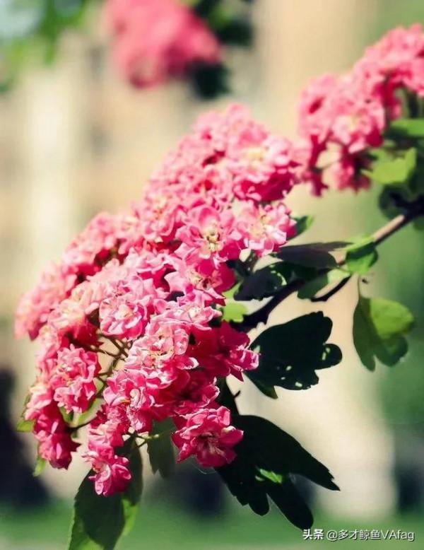 這些奇異的花卉，你喜歡哪種