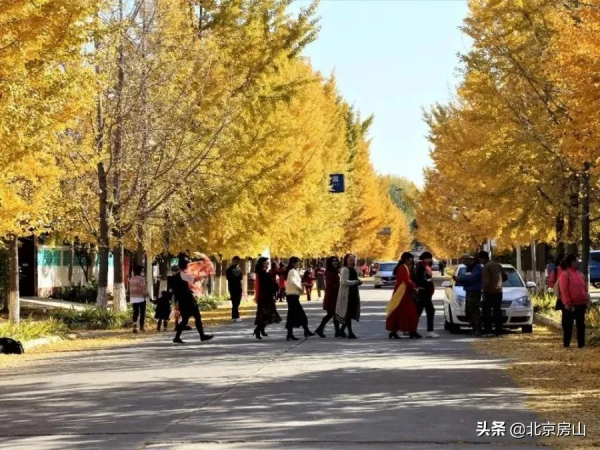秋意濃,房山紅 !千年遺蹟、稻田荷花…第4波秋景等你去賞閱! 秋意濃,房山紅 !千年遺蹟、稻田荷花…第4波秋景等你去賞閱!