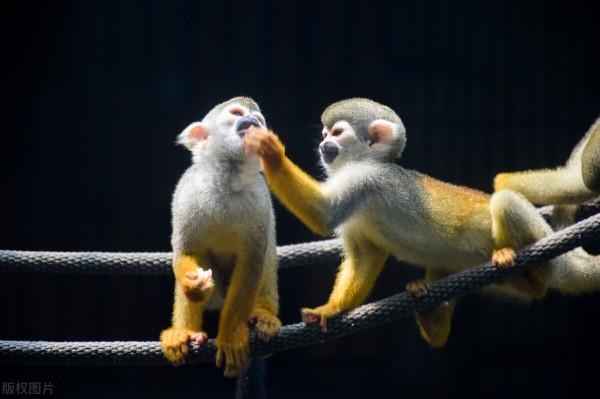 第3只出逃豹子依然找不到 杭州野生動物世界重新開放 第3只出逃豹子依然找不到 杭州野生動物世界重新開放