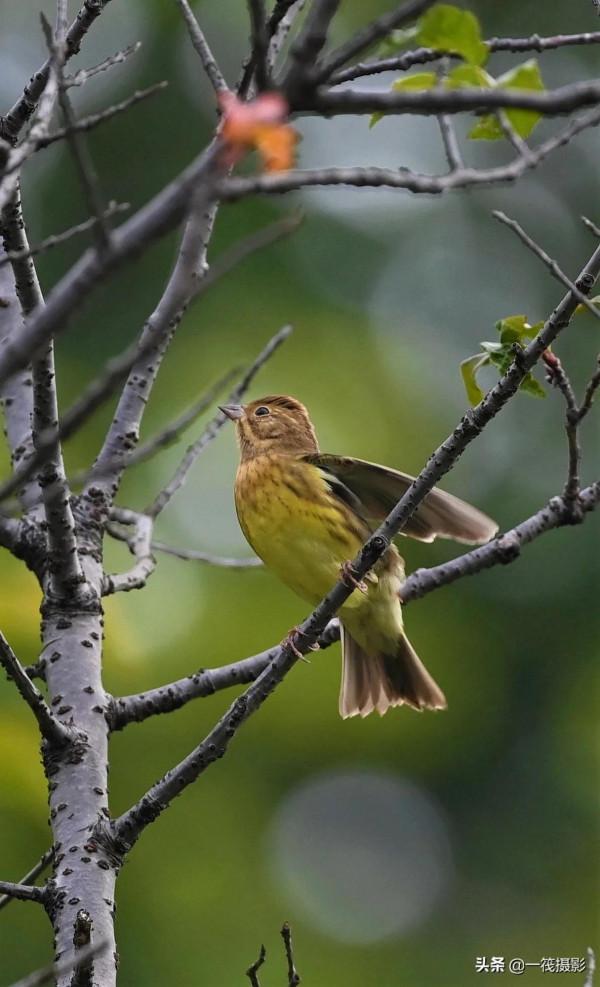 校園候鳥季之——慄鵐、鐵爪鵐