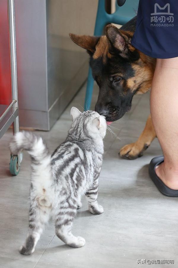 【要是能給獨眼喵“嬛嬛“配個眼罩就好啦！】