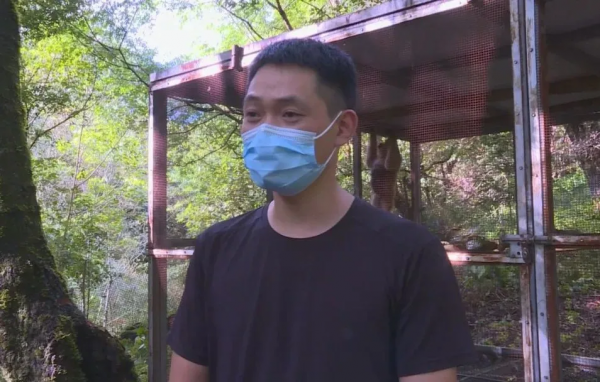 西黑冠長臂猿“小平安”迴歸景東無量山棲息地