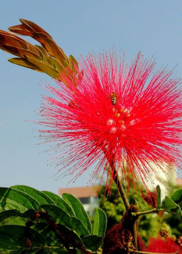 北海散記之花卉篇（下）