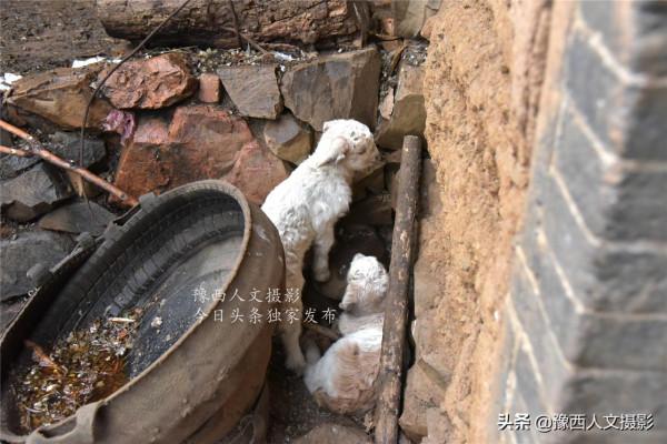 深山大叔70年沒進過城，巖縫裡開洞做羊圈，獨居峽谷活成高人