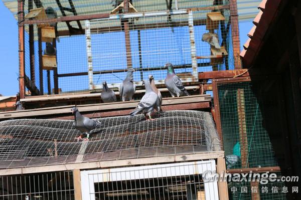 幼鴿專職保姆員