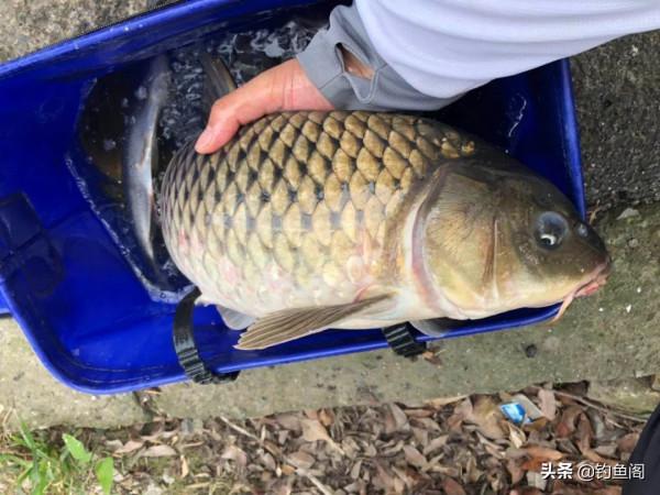 釣魚圈也存在鄙視鏈？野釣黑坑吵得最兇，路亞在角落瑟瑟發抖