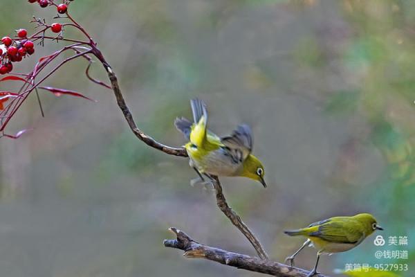 萌萌可愛小精靈——繡眼鳥