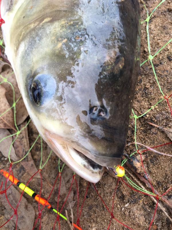 釣魚“奇”招數：磯竿滑漂遠投釣法，一招制勝