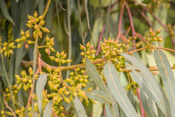 遍地桉樹惹爭議，廣西為何不“換掉桉樹”？