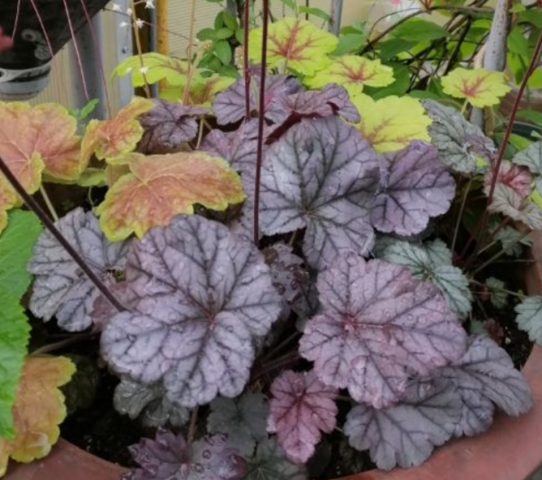 礬根植物界的“水彩畫”，零下30度凍不死，陽臺也變小花園