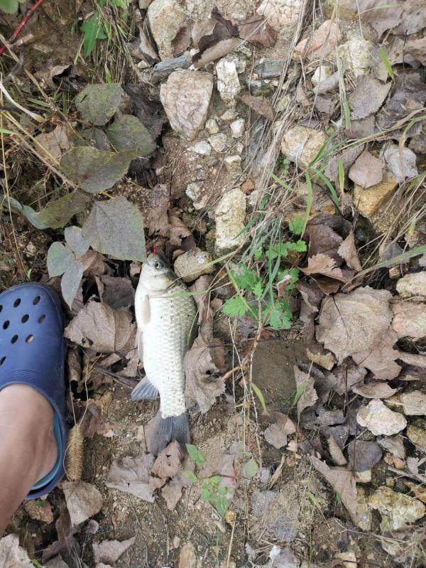 撿板栗不忘板鯽，入水口、倒樹旁真的是天然魚窩