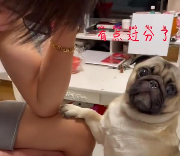 福建一男孩被媽媽批評生悶氣,狗狗安慰小主人:急得都想開口說話 福建一男孩被媽媽批評生悶氣,狗狗安慰小主人:急得都想開口說話