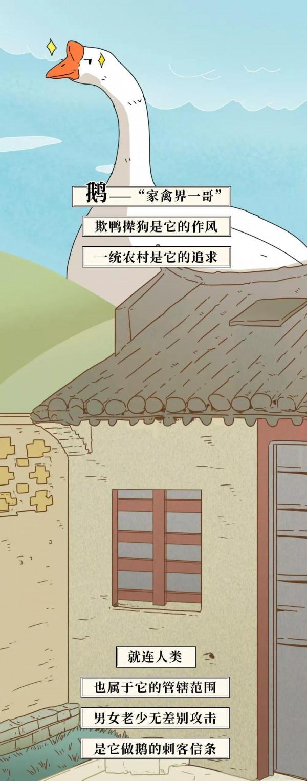 你有沒有被大鵝追過！哈哈！（漫畫）