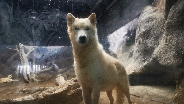 不穿秋褲的極地動物如何禦寒? 不穿秋褲的極地動物如何禦寒?