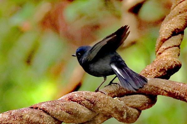 白尾藍地鴝拍於華南植物園