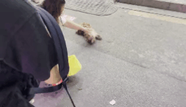 永樂 :它被開水燙、驅趕、毆打時,主人就在身邊 永樂 :它被開水燙、驅趕、毆打時,主人就在身邊