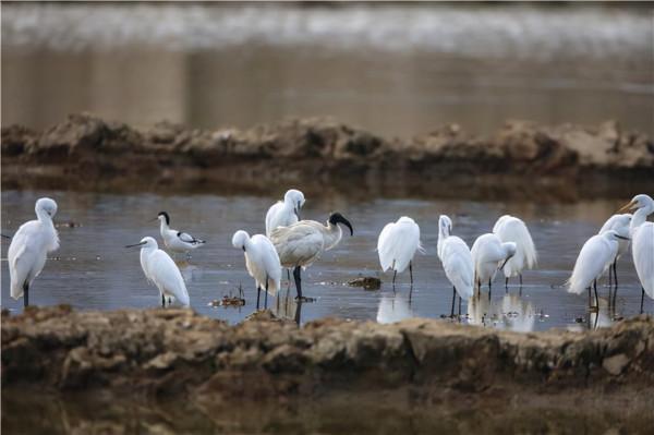 35年第二次見！罕見黑頭白䴉現身雲南，為何僅此1只，是有人放？