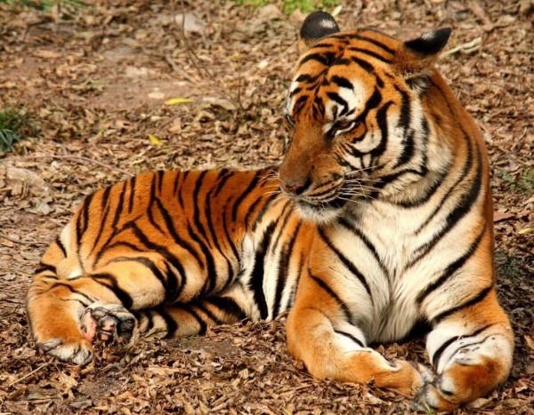 當年放養到非洲大草原的兩隻華南虎，它們後來怎麼樣了？