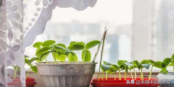 腎在志為恐，其華在發，今天好好聊聊鬚髮早白、脫髮的問題
